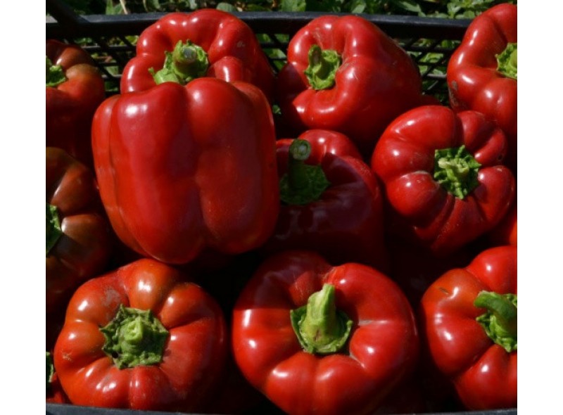 Семена перца сладкого Том F1 (ранний) кубический (500 нас.) Lark Seeds